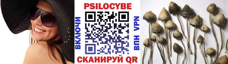 Купить  Бакал  Галлюциногенные грибы Psilocybine cubensis 